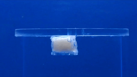 吸水膨胀.gif